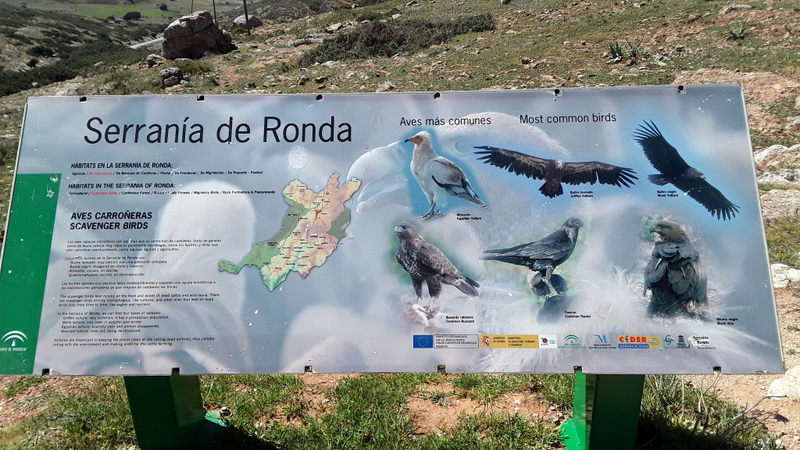 Andalusia: le orchidee e Grandi Pietre  marzo-aprile 2023.